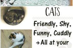 Shelter Cats Come in All Personalities #MyRescueStory