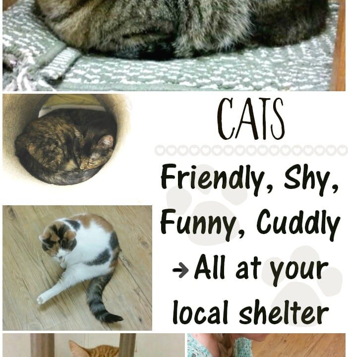 Collage of cats at the shelter. 