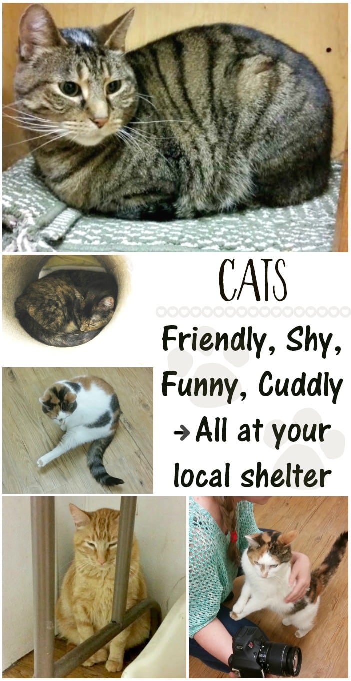 Shelter Cats Come in All Personalities #MyRescueStory