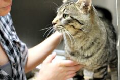 Busting Myths About Cat Adoption #MyRescueStory