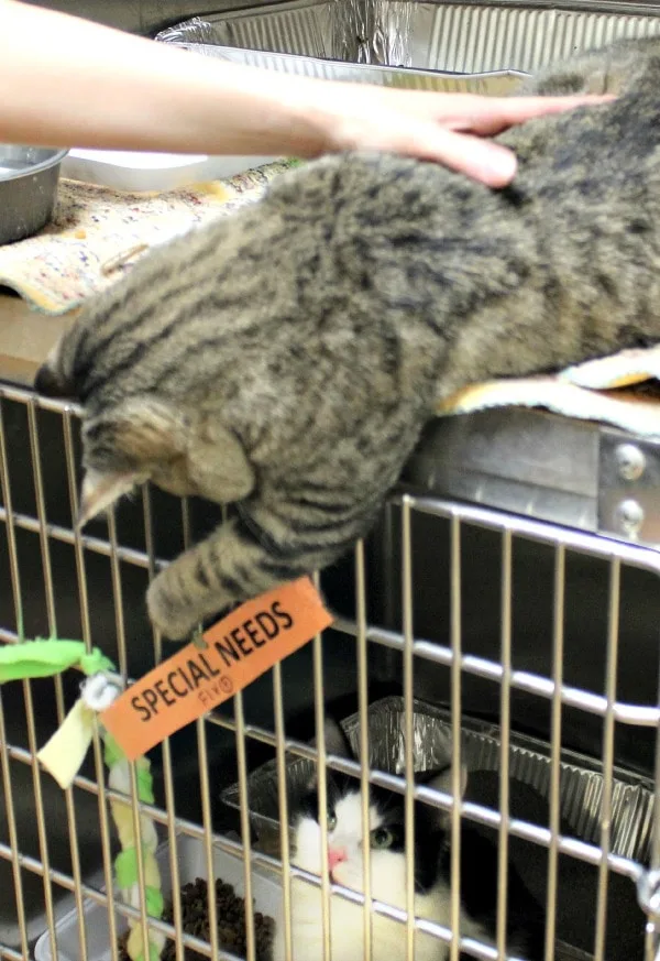 Cat trying to play with another cat at the shelter. 