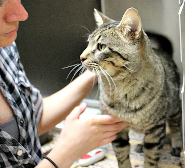 Shelley petting a cat at South Suburban Humane Society. 