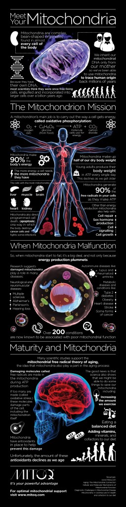 Mitochondria infographic. 