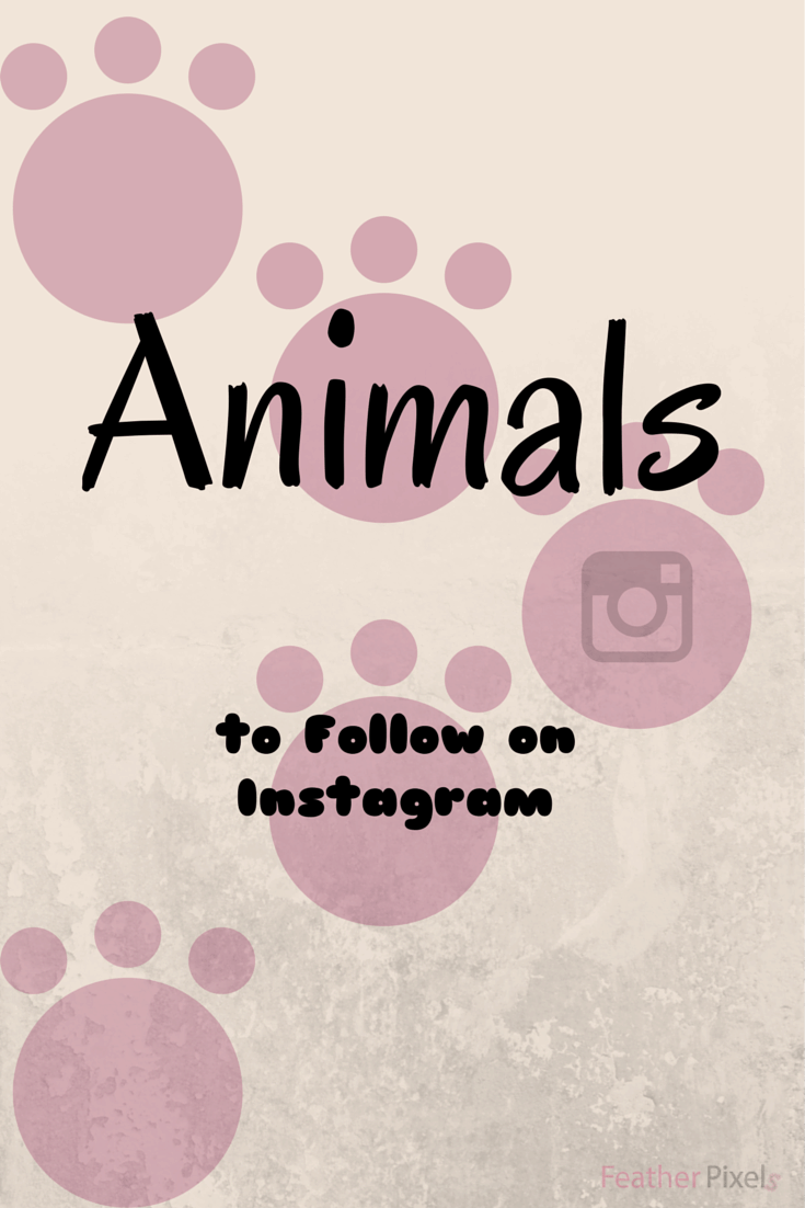 Animal Instagram Accounts to Follow