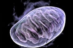 MitoQ - Protecting Your Body's Power Plant