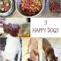 5 Feeding Time Tips for Homes with Multiple Dogs
