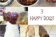 5 Feeding Time Tips for Homes with Multiple Dogs