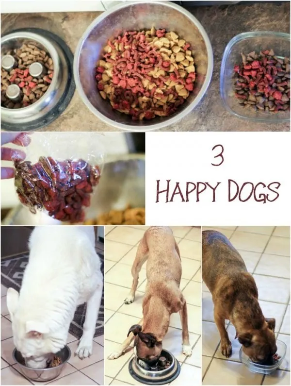 Tips for Feeding Multiple Dogs