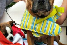 Boating with pets - the Grump Guard is on duty