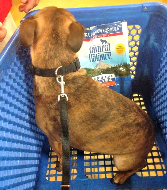 Grump's First Trip to PetSmart for Dog Food