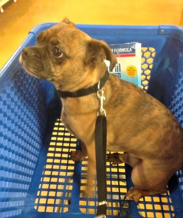 Grump's First Trip to PetSmart for Dog Food