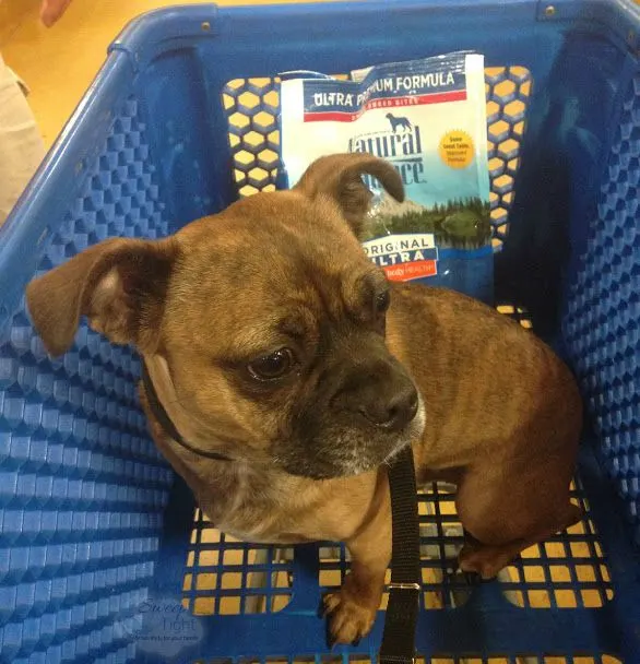 Grump's First Trip to PetSmart for Dog Food