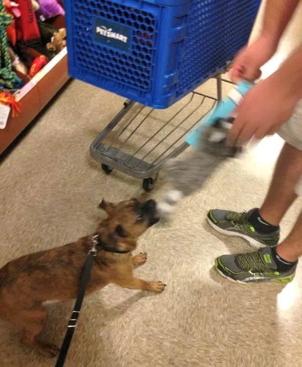Grump's First Trip to PetSmart for Dog Food