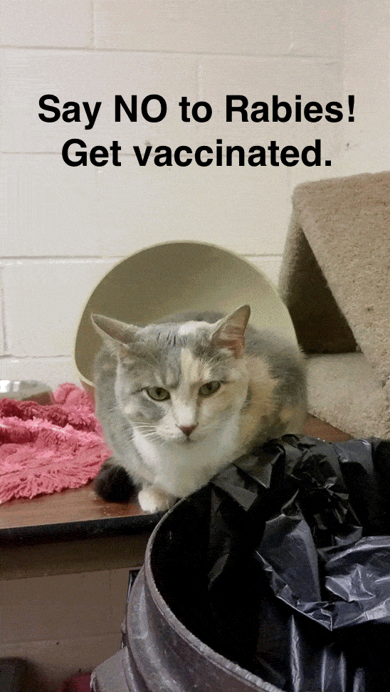 Don't let rabies ruin your life or your cat's. #VaxYourCat #sponsored