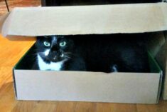 Funny cat in a box