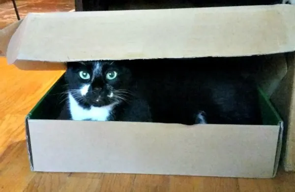 Funny cat in a box