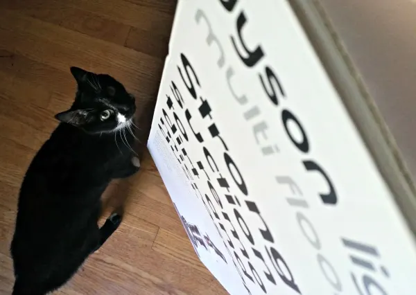 Cat standing next to a dyson in its box. 