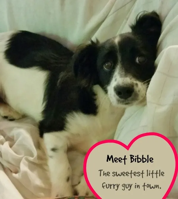 Bibble is the best!