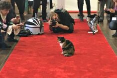 Purina Better With Pets Summit Highlights