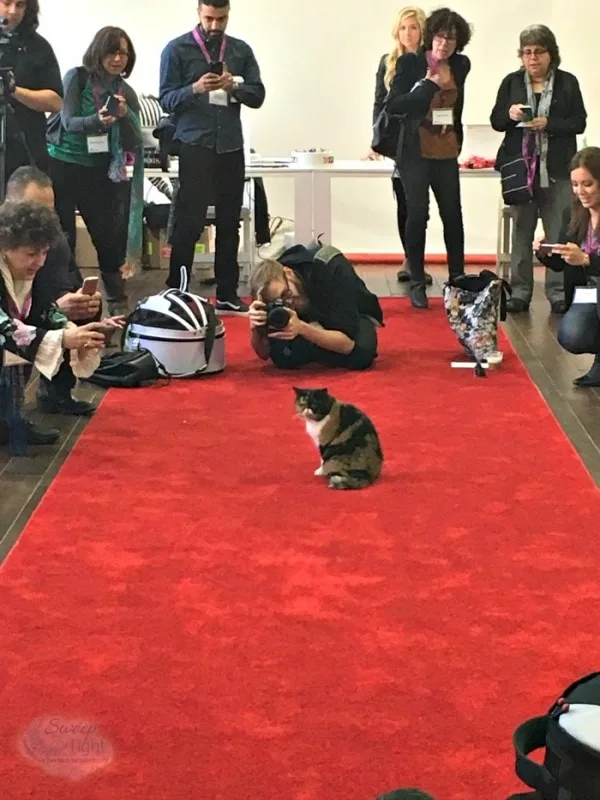 Pudge the cat on the red carpet at the Purina event. 