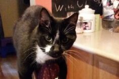 Stewie was my kids' first pet! He's the best cat ever.