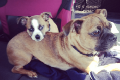 Helpful Products for Traveling with Dogs