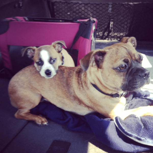 Helpful Products for Traveling with Dogs 
