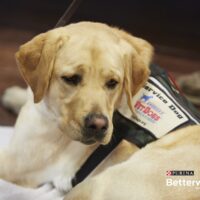 Veteran Service Dogs - 5 Things to Know