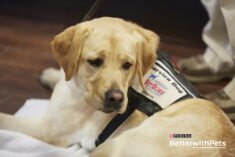 Veteran Service Dogs - 5 Things to Know