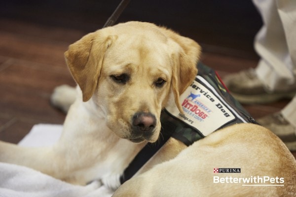 Veteran Service Dogs - 5 Things to Know