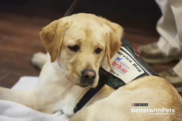 Mike the Veteran Service Dog. 