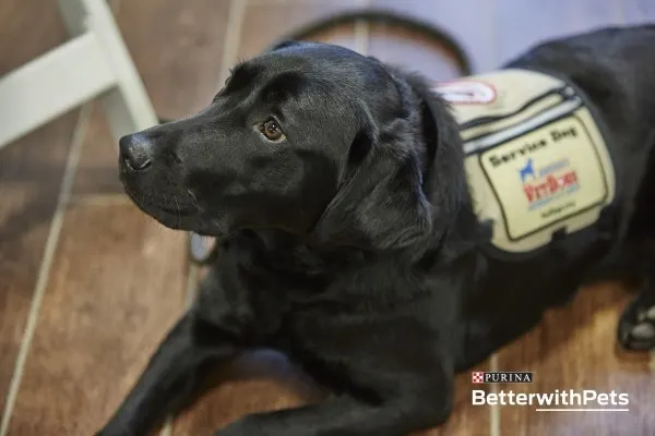 Black lab service dog. 