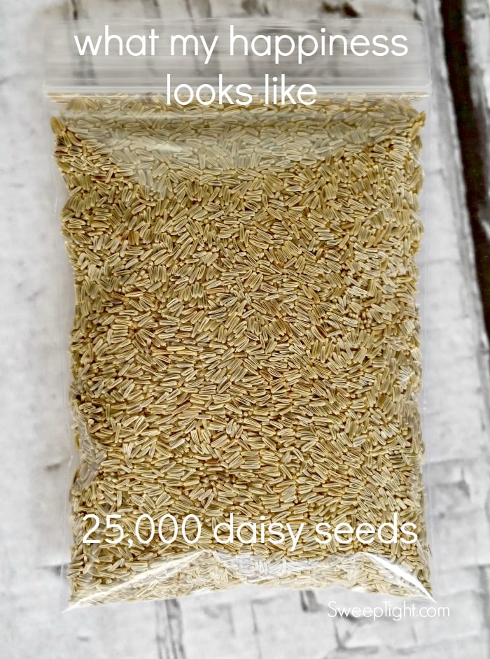 big bag of daisy-seeds