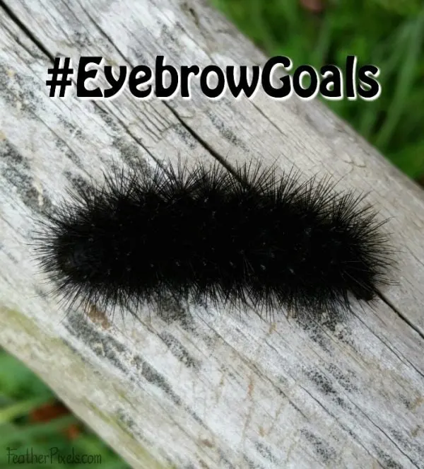 Bold eyebrows end up like bushy caterpillars