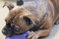Pet Care Package - Loving Surprise for Pets and Their Humans