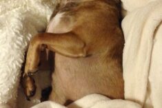 Pet Spring Cleaning Tips for Our Lovable Dirty Dogs