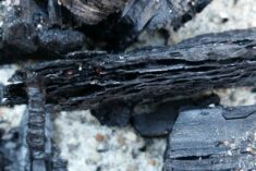 How to make Biochar for your garden soil