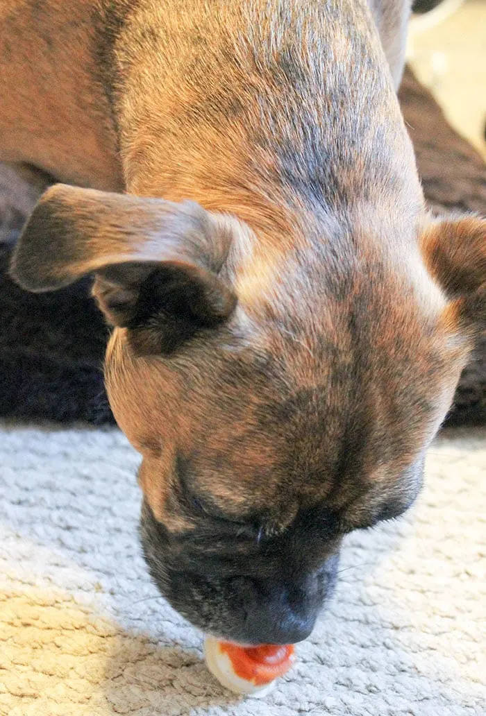 A dog eating a pumpkin treat. 