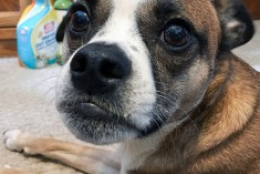Ideal Pet Products to Stock Up On for Pets of All Ages
