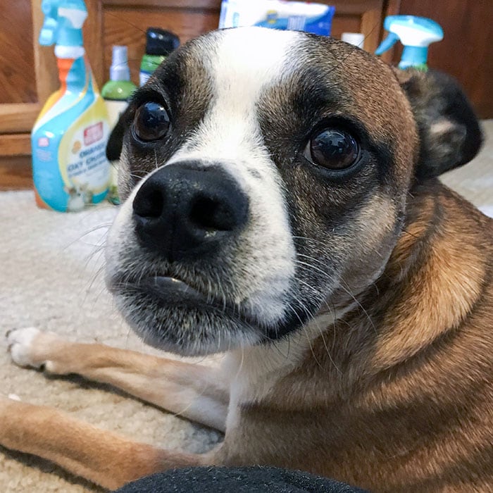 Ideal Pet Products to Stock Up On for Pets of All Ages