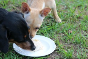 Frozen Banana and Peanut Butter Dog Treat Recipe | A Magical Mess