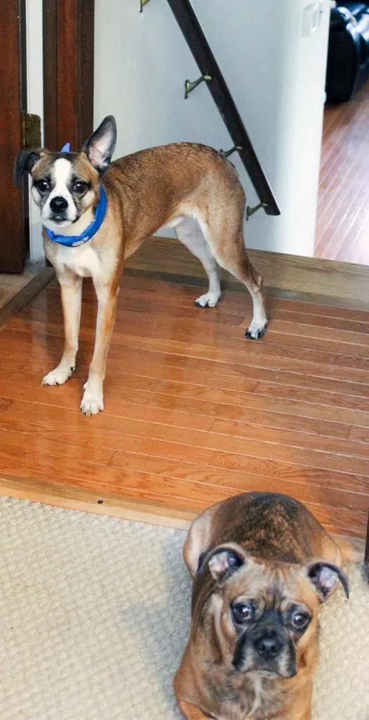 4 Tips on How to Help with Anxiety in Dogs