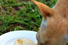 Frozen Banana and Peanut Butter Dog Treat Recipe