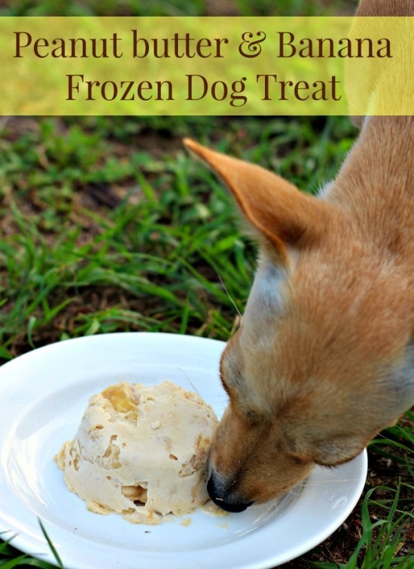 Dog licking a frozen peanut butter treat. 