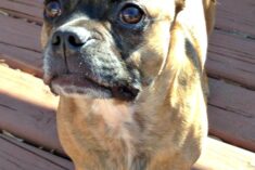 Wellness Grain Free Dog Food for a More Playful Grump #GrainFreeForMe
