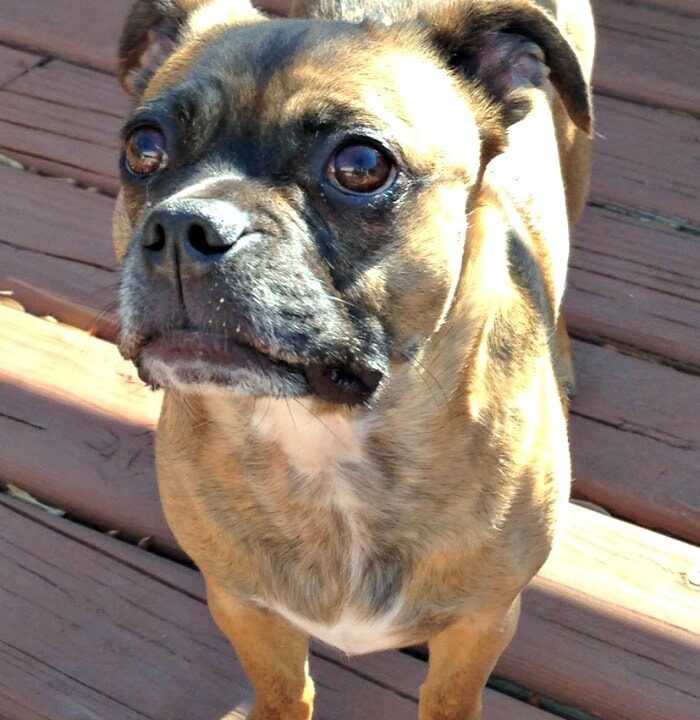 Wellness Grain Free Dog Food for a More Playful Grump #GrainFreeForMe