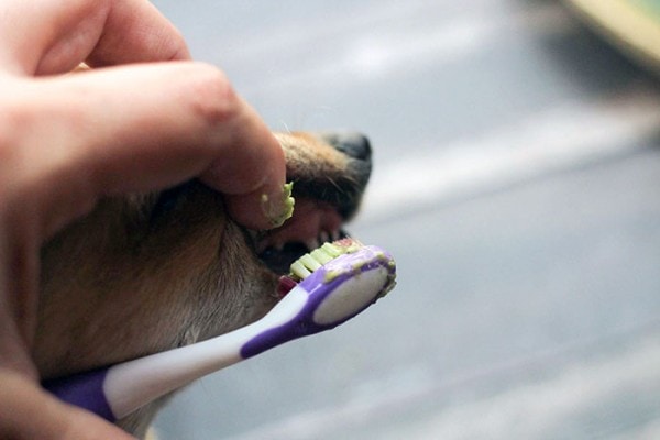 Minty Fresh Homemade Dog Toothpaste Recipe