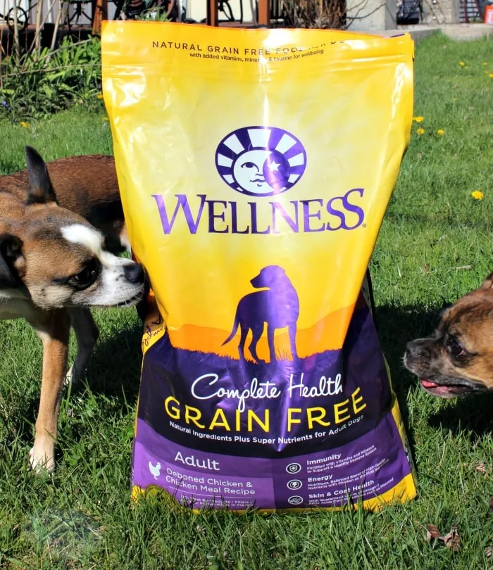 Wellness Grain Free Dog Food for a More Playful Grump #GrainFreeForMe