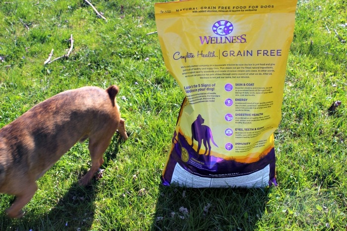 Wellness Grain Free Dog Food for a More Playful Grump #GrainFreeForMe