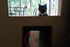 VTech Digital Audio Baby Monitor Spies on the Cat @VTechUSA #GrowWithVTech ad